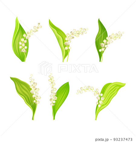Lily of the Valley with Pendent Bell-shaped White Flowers on Green Stalk Vector Set 93237473