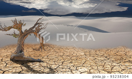 Dead Tree in Desert Dead Tree in Desert 93238304