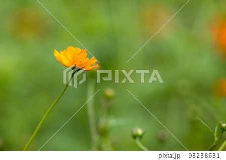 キバナコスモスの花畑 キバナコスモスの花畑 93238631