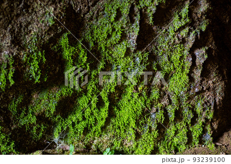 ハイゴケ目 93239100