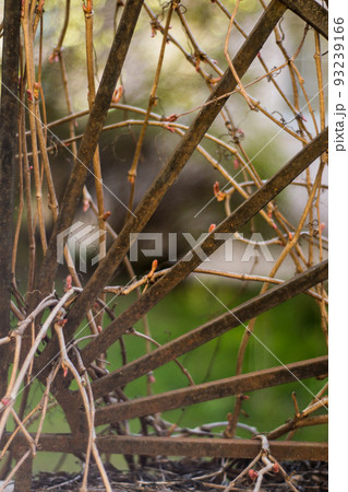 old rusty metal fence overgrown with ivy in a city Park 93239166
