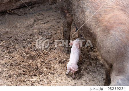 Freshly born baby pig drink milk at your pig mother 93239224
