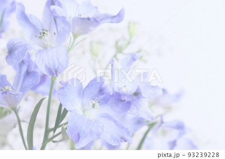 デルフィニウムの花の背景 93239228