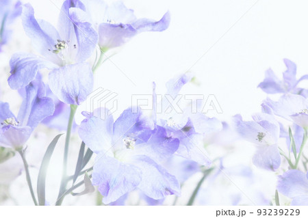 デルフィニウムの花の背景 93239229
