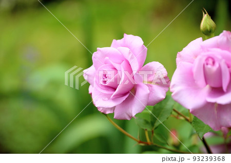 バラの花 ブルーバユー バラの花 ブルーバユー 93239368