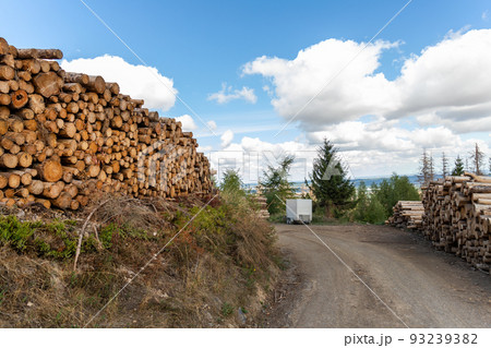 Big pile of wooden timber pine logs stacked near dirt road countryside against blue sky and forest. Sawmill woods cutting industry. Illegal deforestation. Firewood logging for winter heating Big pile of wooden timber pine logs stacked near dirt road countryside against blue sky and forest. Sawmill woods cutting industry. Illegal deforestation. Firewood logging for winter heating 93239382