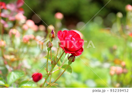 バラの花　リリーマルレーン 93239452