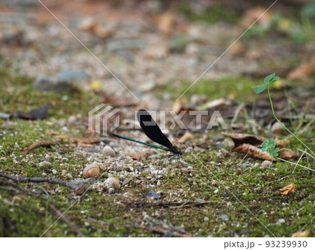 ハグロトンボ ハグロトンボ 93239930