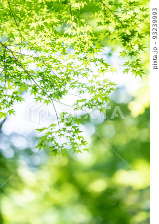 新緑が美しい青もみじの写真素材 [93239993] - PIXTA