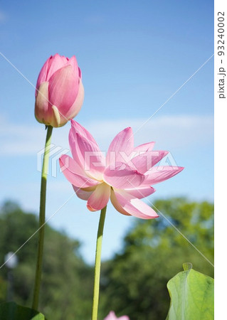 ハスの花 ハスの花 93240002
