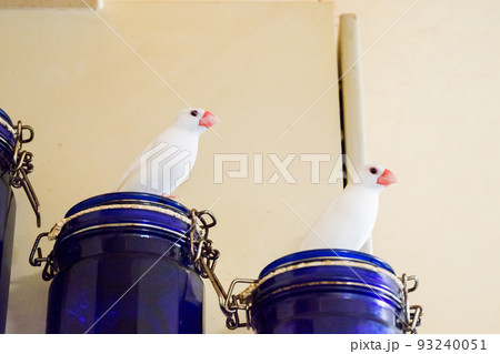 【文鳥】家の中で遊ぶ文鳥さん 【文鳥】家の中で遊ぶ文鳥さん 93240051