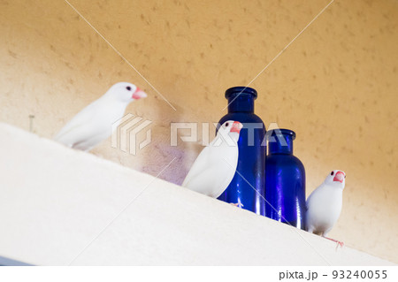 【文鳥】3羽並んで遊ぶ文鳥さん 93240055