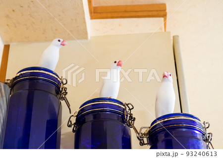 【文鳥】3羽並んで遊ぶ文鳥さん 93240613