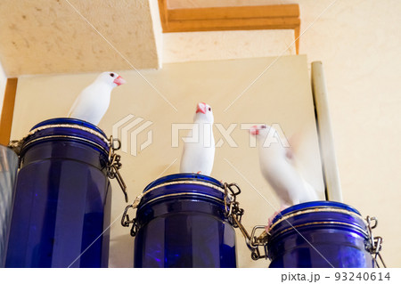 【文鳥】3羽並んで遊ぶ文鳥さん 93240614