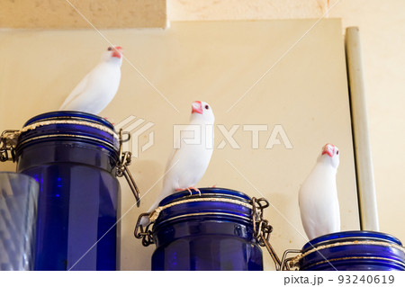 【文鳥】3羽並んで遊ぶ文鳥さん 93240619