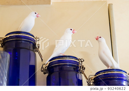 【文鳥】3羽並んで遊ぶ文鳥さん 93240622