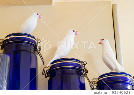 【文鳥】3羽並んで遊ぶ文鳥さん 【文鳥】3羽並んで遊ぶ文鳥さん 93240623