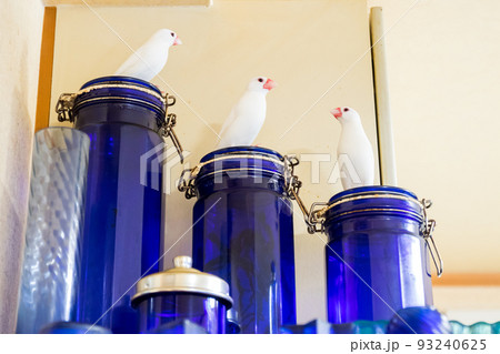 【文鳥】3羽並んで遊ぶ文鳥さん 93240625