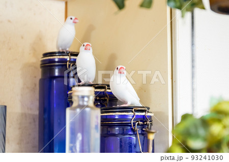 【文鳥】3羽並んで遊ぶ文鳥さん 【文鳥】3羽並んで遊ぶ文鳥さん 93241030