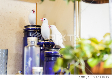 【文鳥】3羽並んで遊ぶ文鳥さん 【文鳥】3羽並んで遊ぶ文鳥さん 93241045