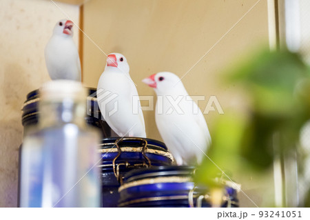 【文鳥】3羽並んで遊ぶ文鳥さん 【文鳥】3羽並んで遊ぶ文鳥さん 93241051