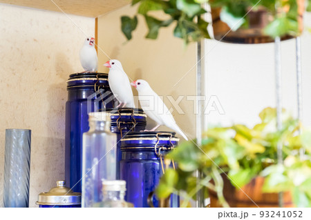 【文鳥】3羽並んで遊ぶ文鳥さん 93241052