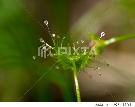 食虫植物　トウカイモウセンゴケ 93241151
