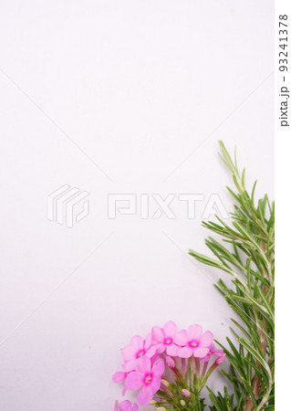 フロックス・ローズマリー　白バック 93241378