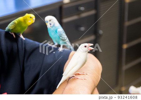 【文鳥】セキセインコと並ぶ文鳥さん 【文鳥】セキセインコと並ぶ文鳥さん 93241608