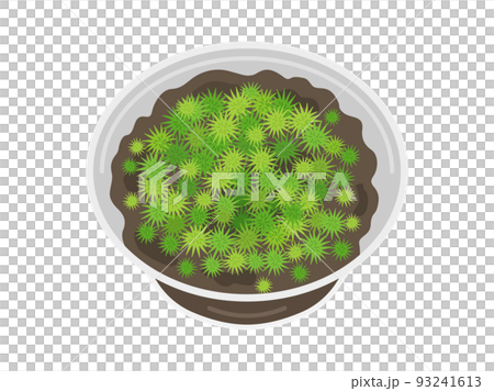 ケースに入った、タマゴケのイラスト 93241613