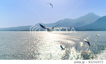 フェリー船上から観た景色　「雲仙普賢岳を背景にカモメ・海鳥・野鳥風景」 93242072