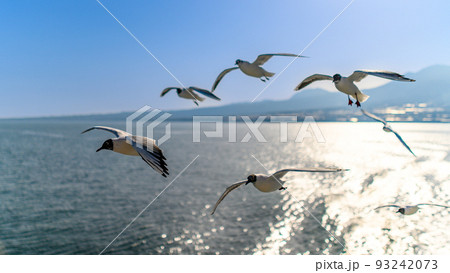 フェリー船上から観た景色　「島原・雲仙の山並みを背景にカモメ・海鳥・野鳥風景」 93242073
