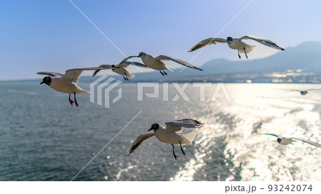 フェリー船上から観た景色 「島原・雲仙の山並みを背景にカモメ・海鳥・野鳥風景」 フェリー船上から観た景色 「島原・雲仙の山並みを背景にカモメ・海鳥・野鳥風景」 93242074