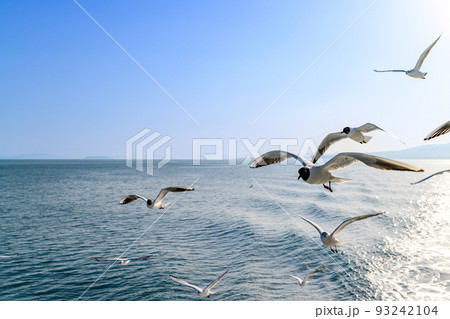 フェリー船上から観た景色　陽射し光芒「カモメ・海鳥・野鳥風景」 93242104