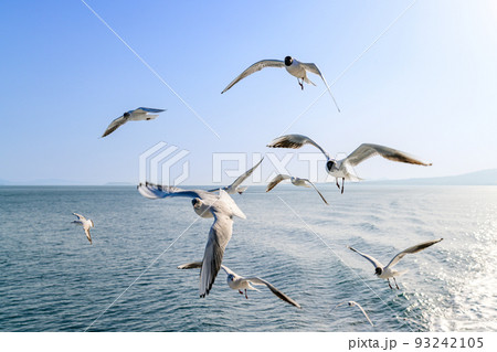 フェリー船上から観た景色　陽射し光芒「カモメ・海鳥・野鳥風景」 93242105