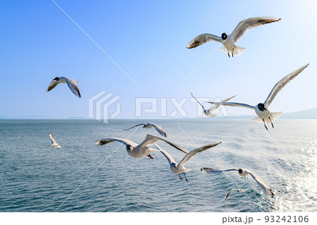 フェリー船上から観た景色 陽射し光芒「カモメ・海鳥・野鳥風景」の写真素材 [93242106] - PIXTA