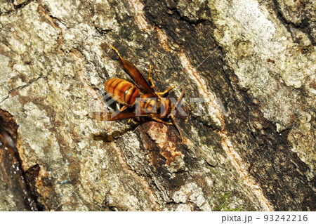 キイロスズメバチ 93242216