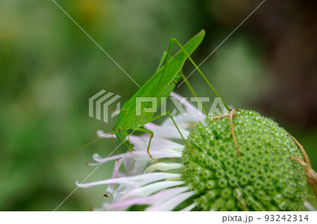 モナルダの花びらを食べていたツユムシ 93242314