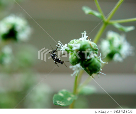 マジョラムの花の蜜を吸うヒトスジシマカのオス 93242316