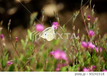 アカバナユウゲショウの蜜を吸うモンシロチョウ 93242318