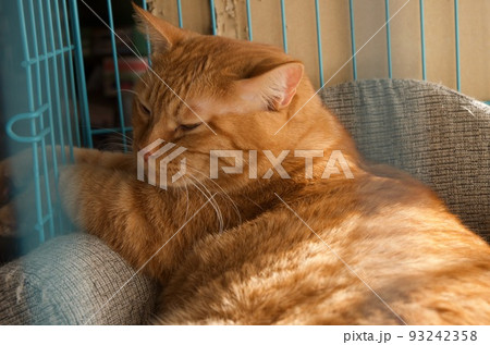 ゲージに中の猫用ソファーでくつろぐ猫 93242358