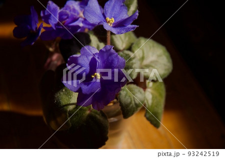 青紫色のセントポーリアの花 93242519