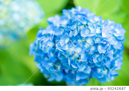 青い紫陽花の花 青い紫陽花の花 93242687