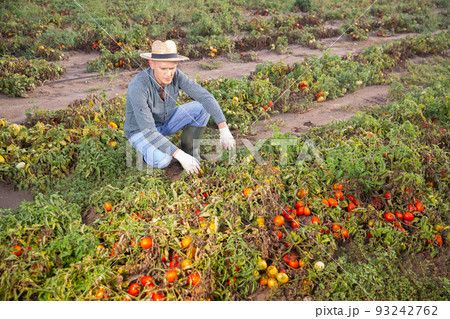Man farmer checking tomatoes damaged after storm Man farmer checking tomatoes damaged after storm 93242762
