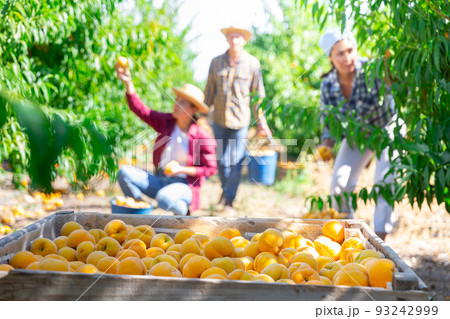 Wooden crates with sweet organic peaches at farm orchard 93242999