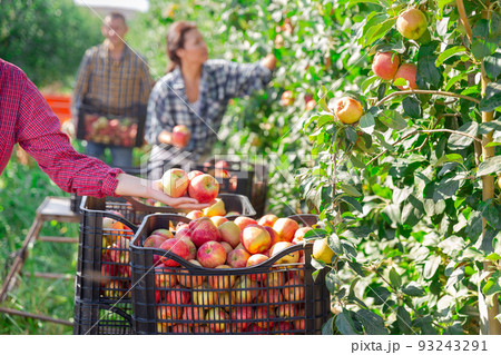 Crate full of apples 93243291