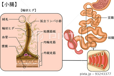 小腸　構造　イラスト　日本語 93243377