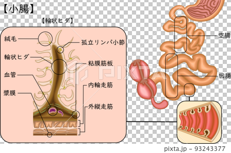 小腸　構造　イラスト　日本語 93243377