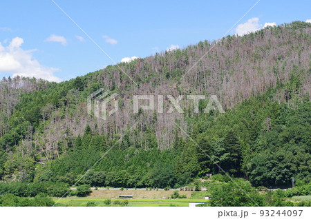 松くい虫の被害を受けた山林　長野県松本市近郊のアカマツの山林 93244097