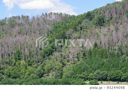 松くい虫の被害を受けた山林 長野県松本市近郊のアカマツの山林 松くい虫の被害を受けた山林 長野県松本市近郊のアカマツの山林 93244098